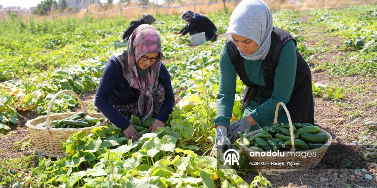 Ankara’nın yeşil altını dünya sofralarını lezzetlendiriyor