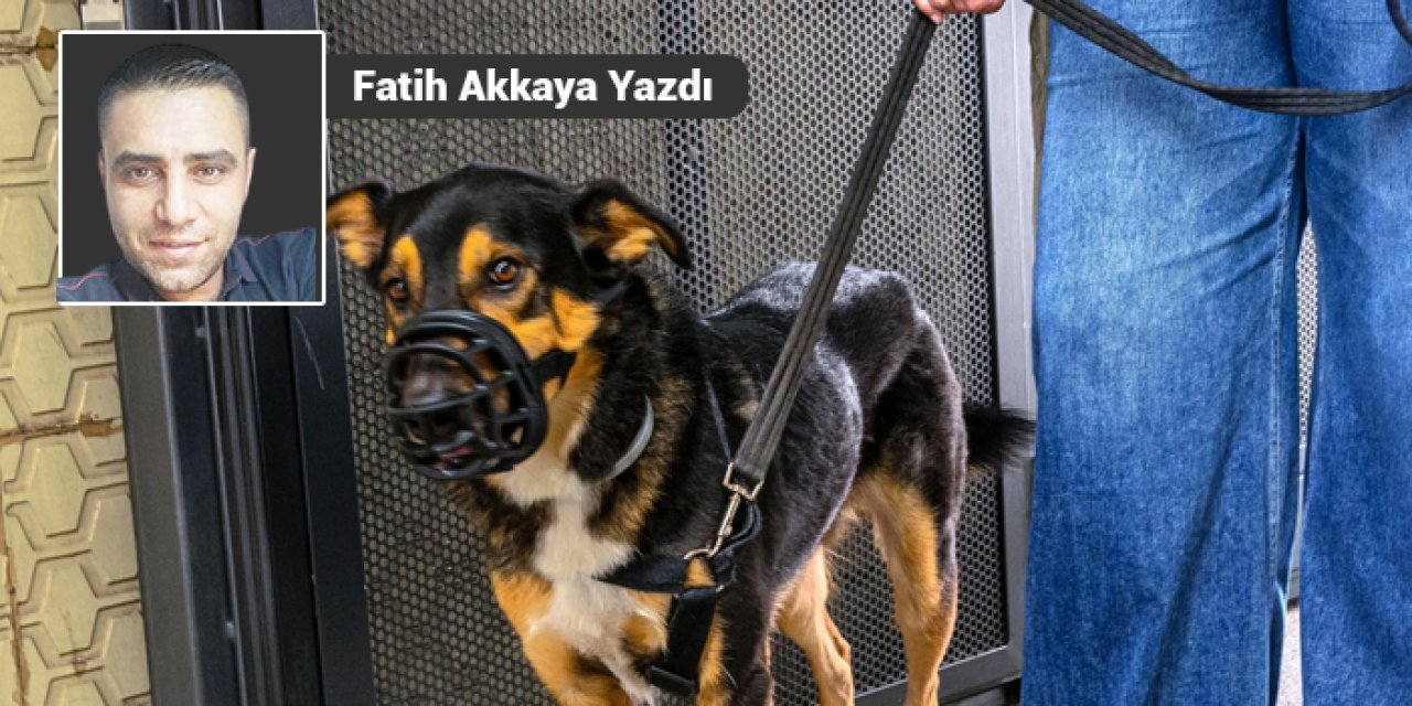 Köpek sahiplerinin şımarıklığı