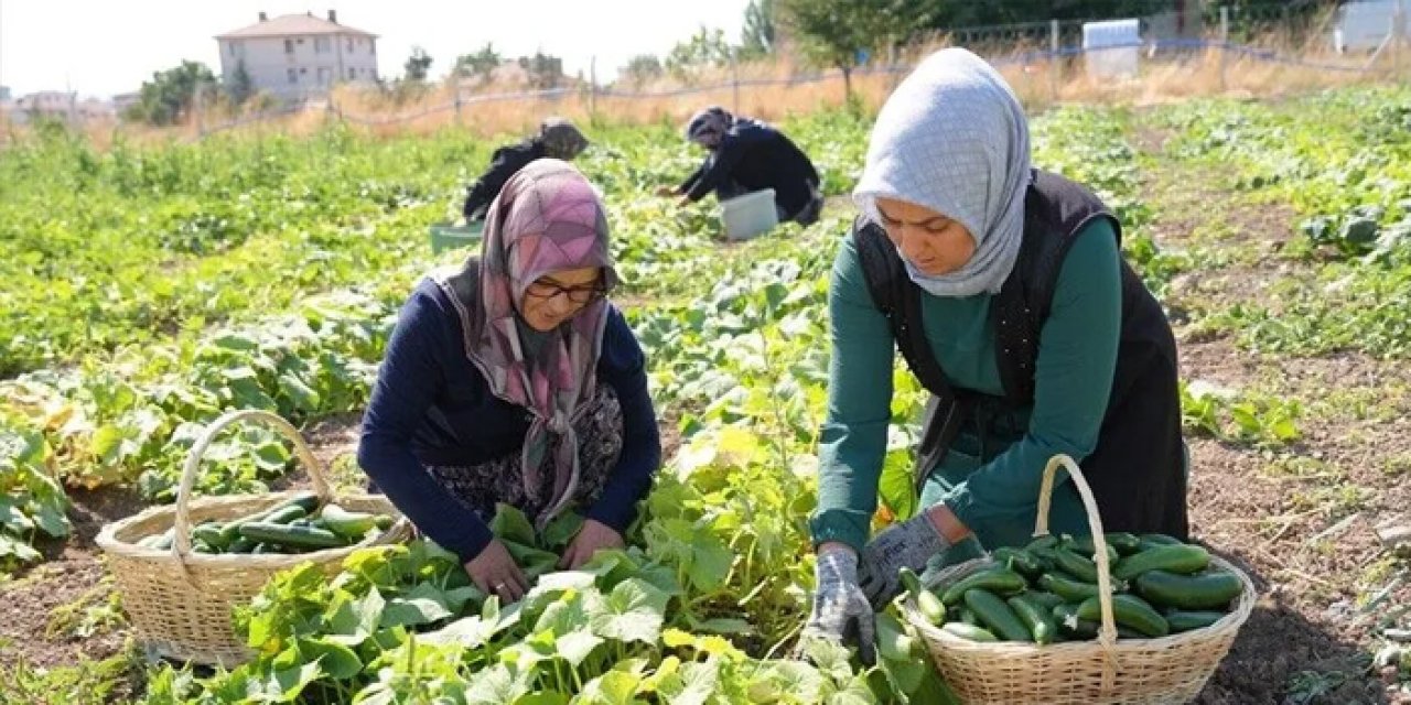 Çubuk turşusu 45 farklı çeşidiyle Türkiye sınırlarını aşıyor