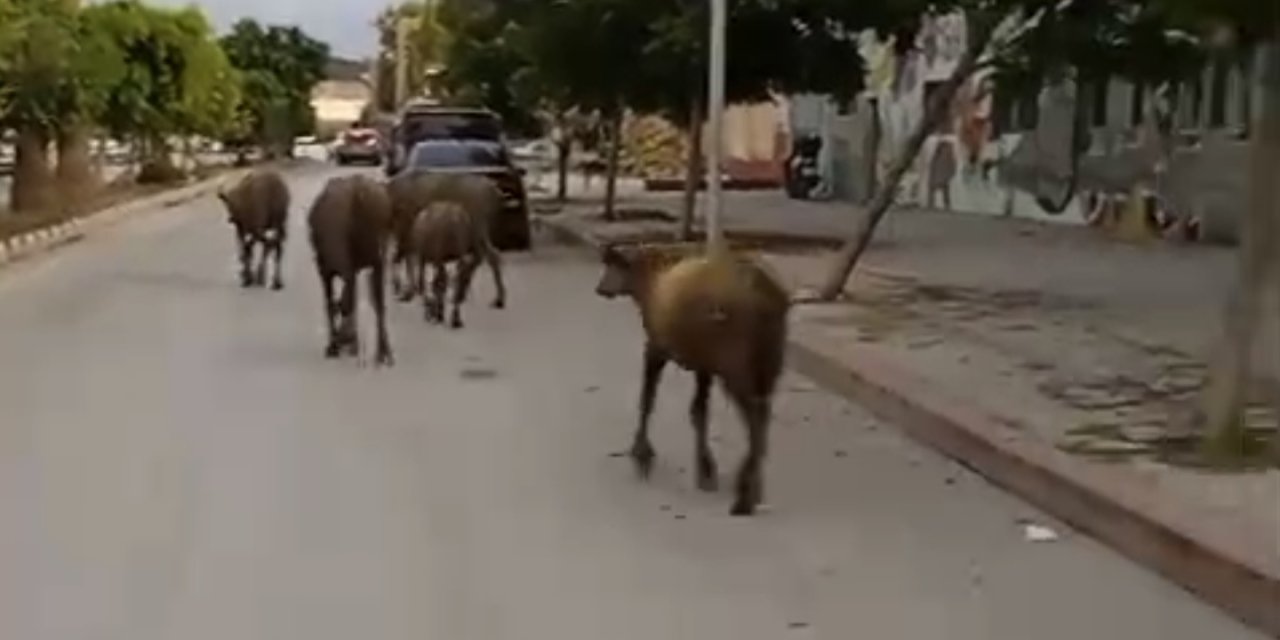 Hatay’da sahipsiz anguslar yola indi, vatandaşlar şaşkınlık yaşadı