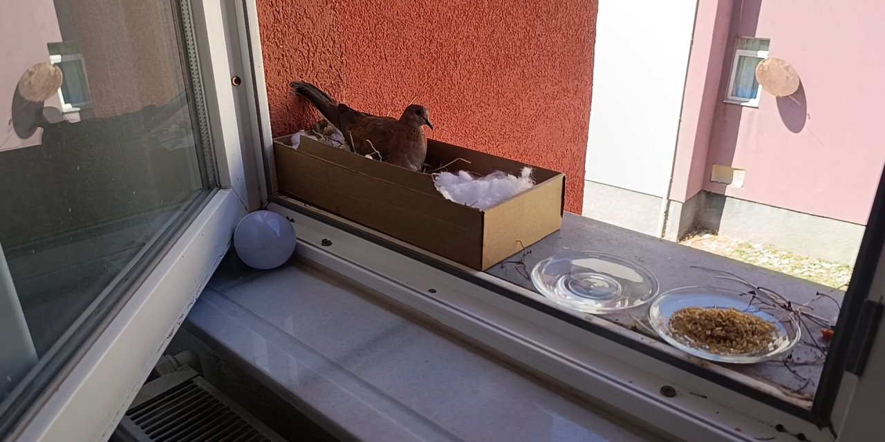 Evinin penceresine yuva yapan kumruya gözü gibi bakıyor