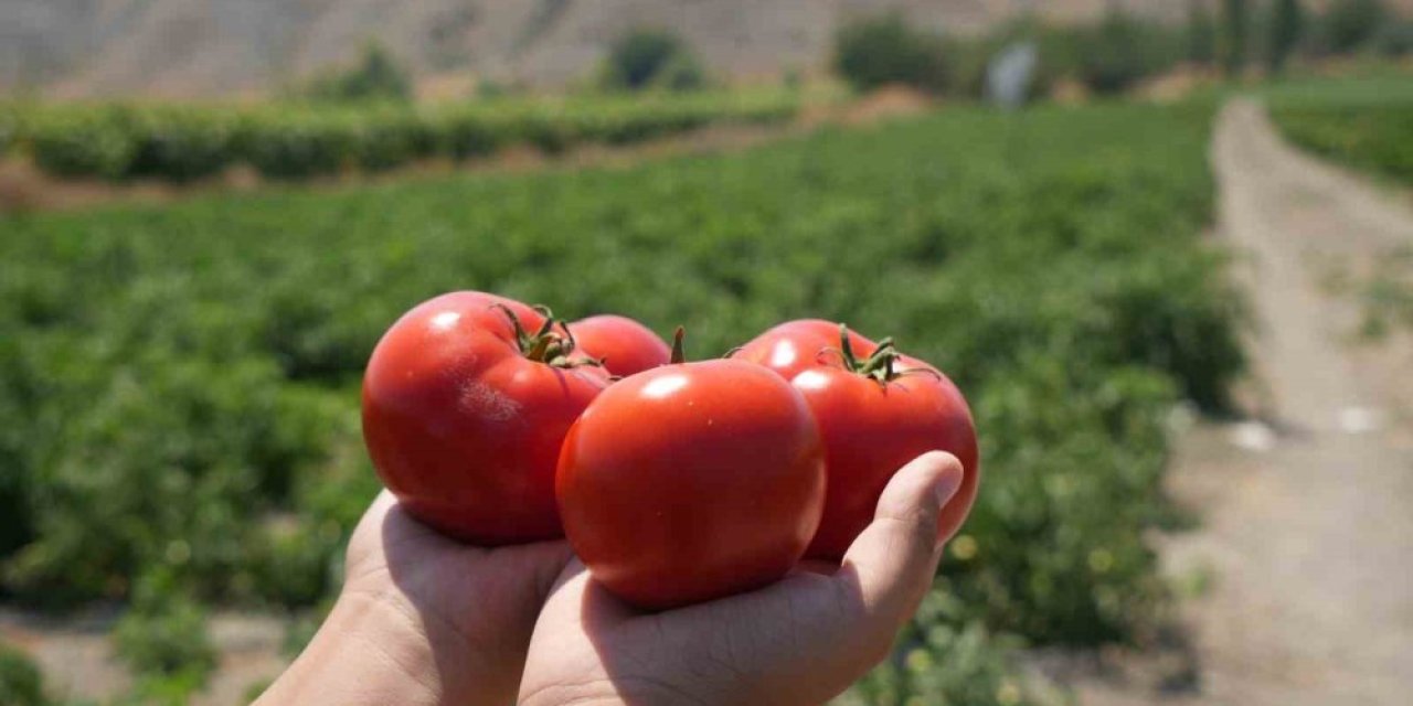 Ayaş’ın en iyi domates bahçesi bu hafta sonu beli oluyor