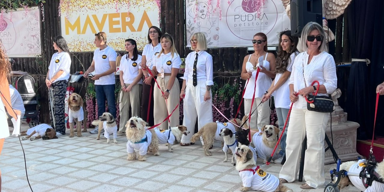 19 köpek sahiplendirilmek için podyuma çıktı