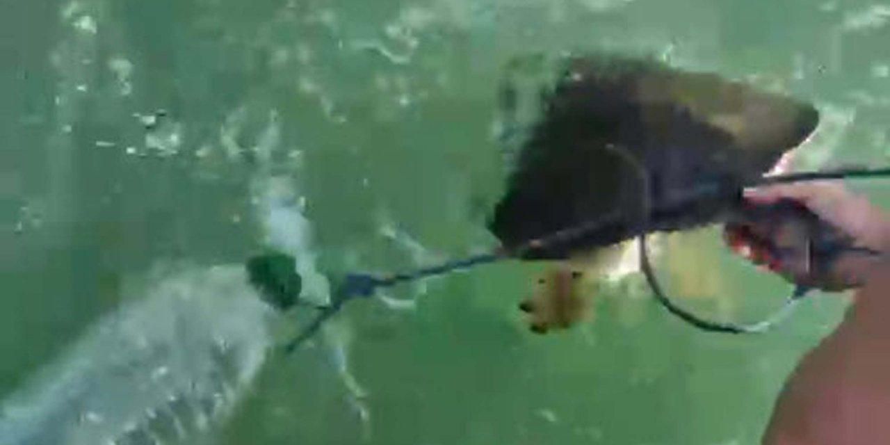 Milas’ta pet şişeye iple bağlanan caretta caretta denize açılan ekip tarafından kurtarıldı