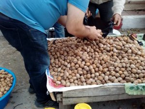 Kaman Ceviz Festivali'ne büyük ilgi