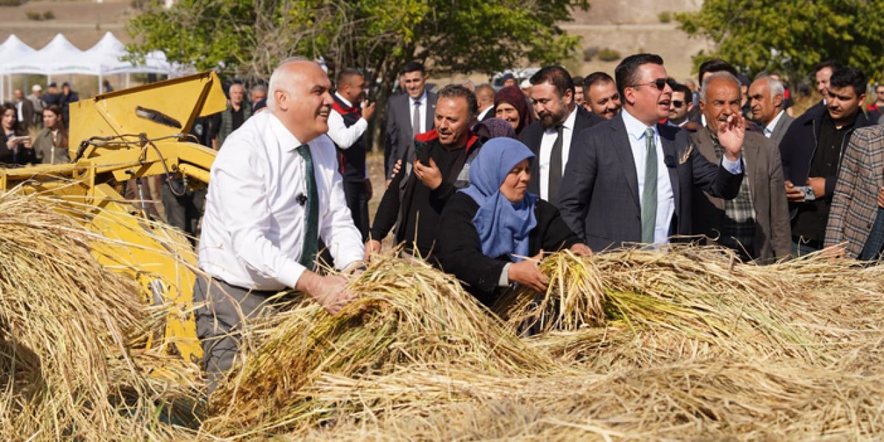 Kızılcahamam’da çeltik hasadı yapıldı: Üretim 5 katına çıktı