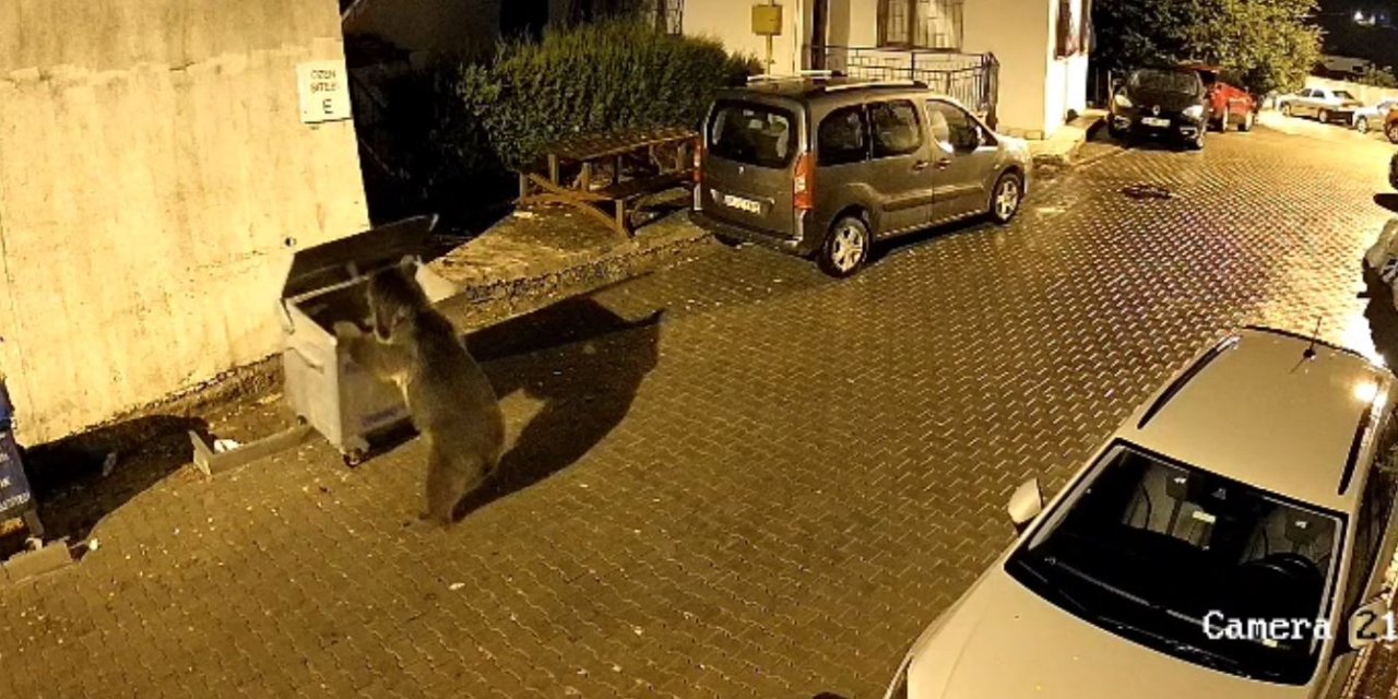 Ayının çöp konteyneriyle oynadığı anlar kameraya yansıdı
