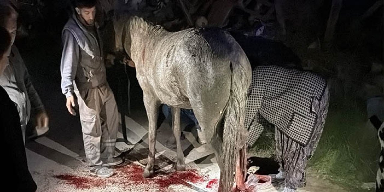 Foseptik çukuruna düşen at AFAD tarafından kurtarıldı