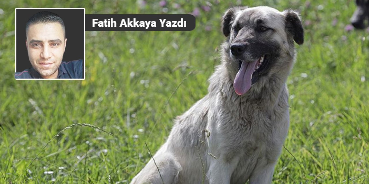 “Köpekperest” vekil “mama”yı kaptı!