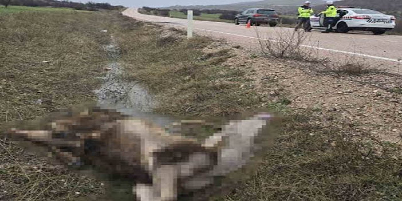 Beypazarı'nda Aracın Çarptığı Geyik Telef Oldu