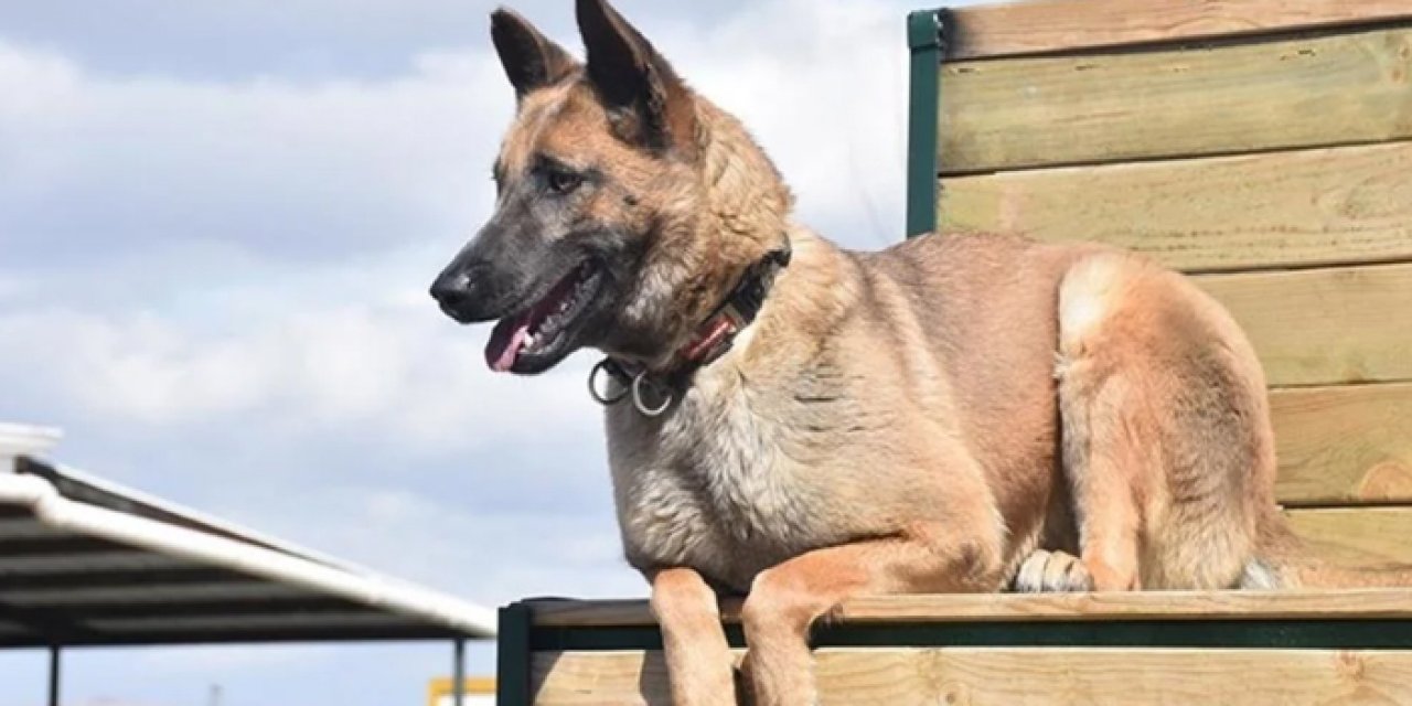 AFAD 5 adet arama kurtarma köpeği alacak