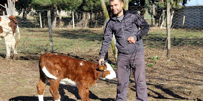 Samsun'lu çiftçi ay yıldızlı buzağısına 1 milyon dolar istiyor