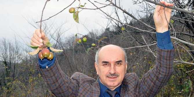 Şaşırtan ağaç: Meyveye durdu