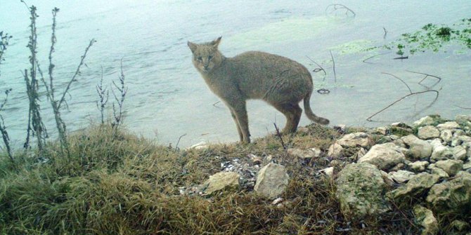 Eskişehir'de nesli tükenmekte olan "saz kedisi" görüntülendi