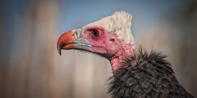 Kara Akbaba Kızılcahamam'da çoğalıyor