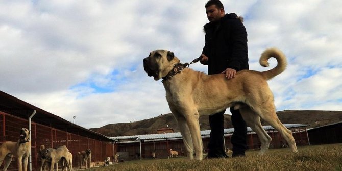 'Kurtların korkulu rüyası' köpeklere dünyadan da talep var