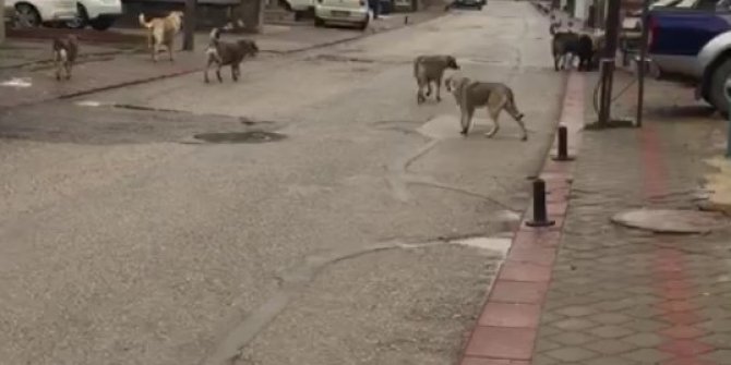 Tepebaşı'nda köpek korkusu