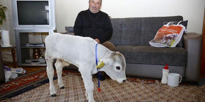 Prematüre buzağıya ölmesin diye evinde bakıyor