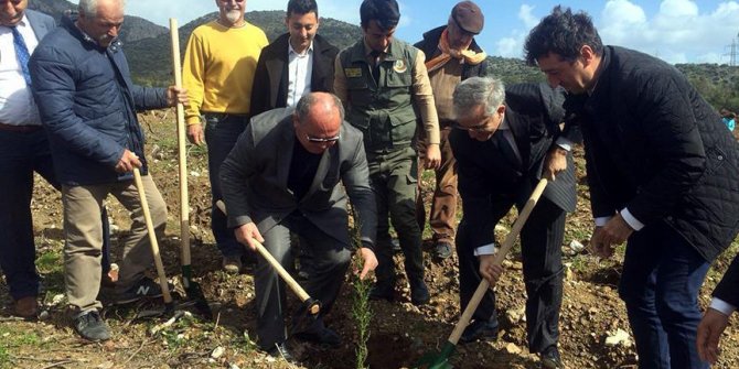Şehitler anısına 2 bin fidan