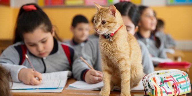 Kedi 'Tombi' sınıfa döndü