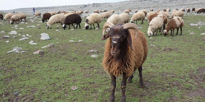 '300 koyun projesi' yetiştiriciyi umutlandırdı