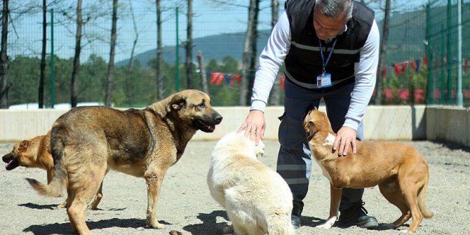 'Dünyanın ikinci büyük hayvan barınağı' Tepeören'de açıldı