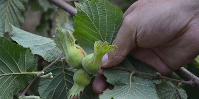 Fındık üreticilerine dokuz yılda 6,8 milyar lira destek