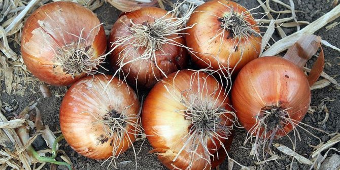 Bir kazıda yer altından 1500 yıl öncesine ait kuru soğan çıktı