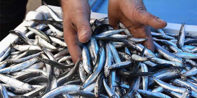 Balıkçılar umudunu yeni sezona taşıdı