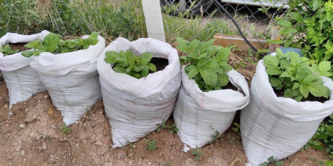 Çuvalda patates yetiştiriciliği