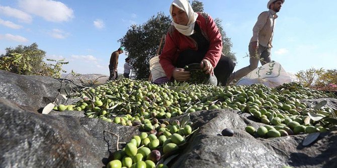 Zeytin üretiminde hedef dünya liderliği