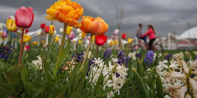 Van 'bir milyon çiçek'le renkleniyor