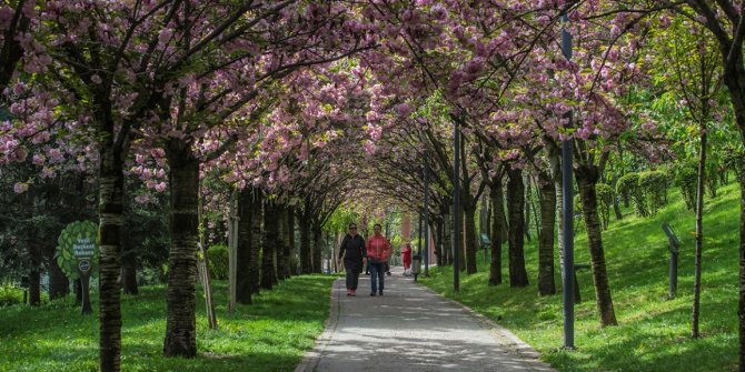 Dikmen Vadisi’nde Sakura şenliği