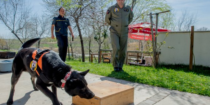 K-9'lara 16 haftalık eğitim