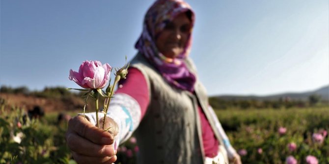 Gülün anavatanında erken hasat