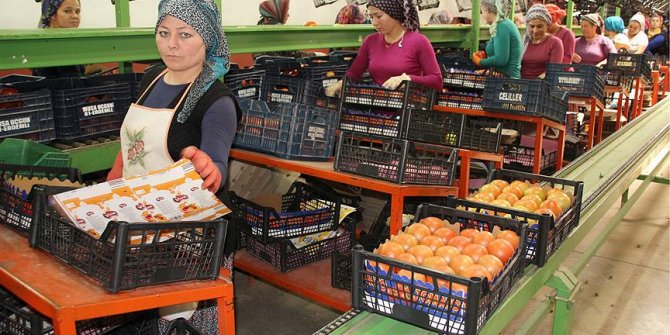 Rusya'nın kararı domates üreticisinin yüzünü güldürdü