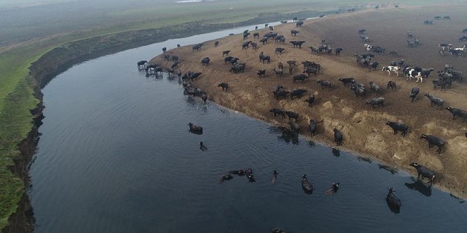 'Afrika savanası' değil Balıkesir