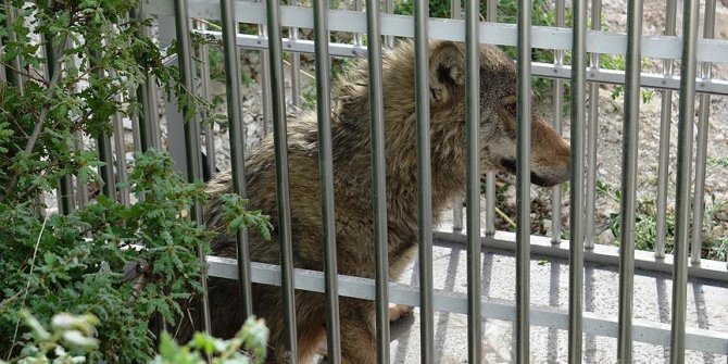 İnşaat çukuruna düşen kurt kurtarıldı