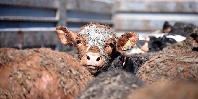 İthal edilen 20 bin Angus İskenderun Limanı'na ulaştı