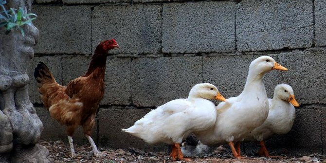 Ördek yavrularına annelik yapan tavuk