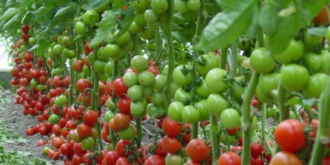 Organik domates fidesi için kuyruğa girdiler