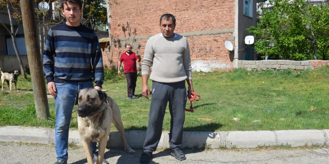 Anadolu aslanlarına sahip çıkalım