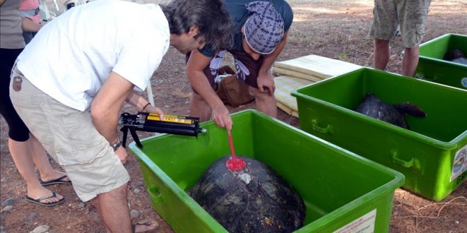 4 caretta caretta uydudan izlenecek