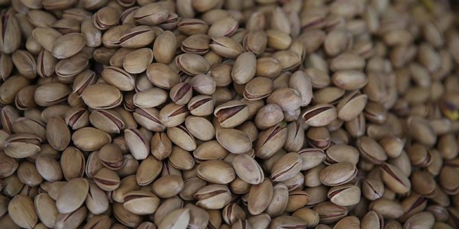 Mayıs yağmuru fıstık üreticisine 'ilaç' oldu