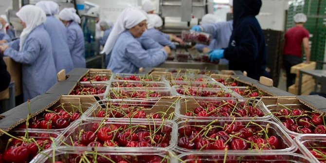 Yaş meyve sebze ihracatına Rusya dopingi