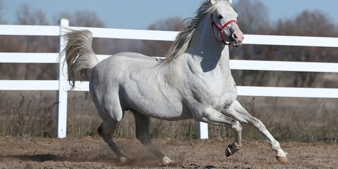 Pistlerin 'Turbo'su yılda 2,7 milyon lira kazandıracak