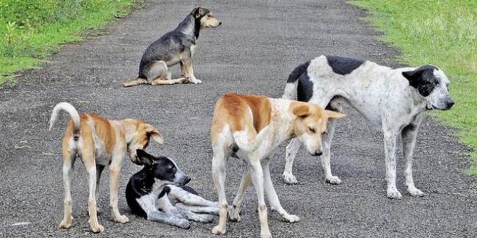 Köpekler ürkütüyor