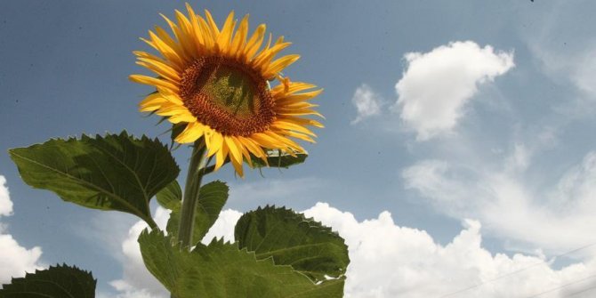 'Doğanın sarı gelini' çiçek açıyor