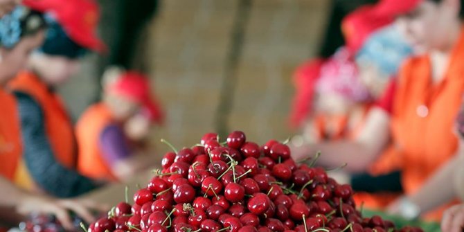 Türk kirazı ihracatına Dünya Kupası dopingi