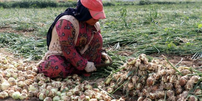  Kuru soğan fiyatları birkaç güne normale dönecek